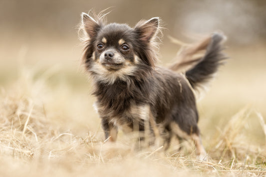 Le Chihuahua : une petite taille, une grande personnalité