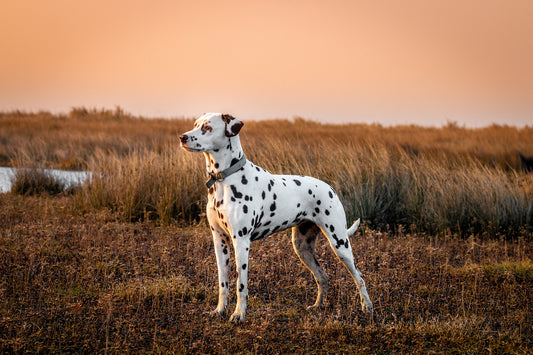 Le Dalmatien : un compagnon élégant à pois