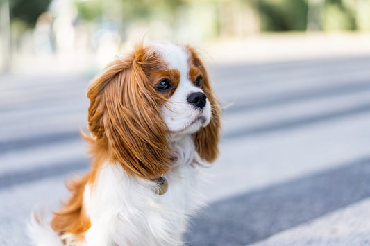 Le Cavalier King Charles : un joyau de tendresse et d'élégance