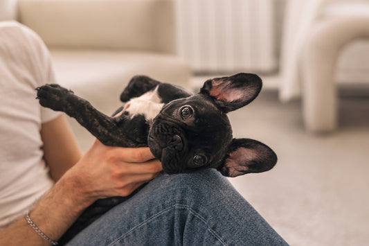 Le Bouledogue Français : petit chien, grand cœur