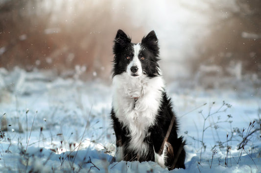 Le Border Collie : un compagnon intelligent et énergique