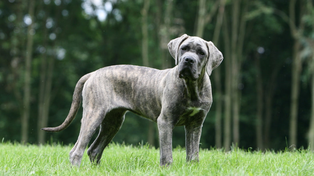 Le Cane Corso : l'alliance de la puissance et de la loyauté