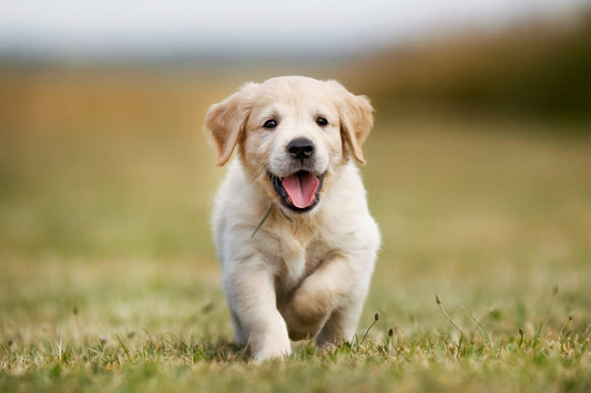 Le Labrador Retriever : un compagnon fidèle et amical