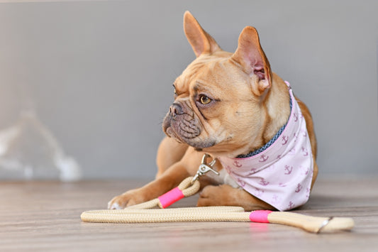 La laisse pour chien : bien plus qu'un simple accessoire, un outil de connexion