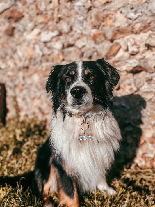L'importance de la médaille personnalisée pour votre animal