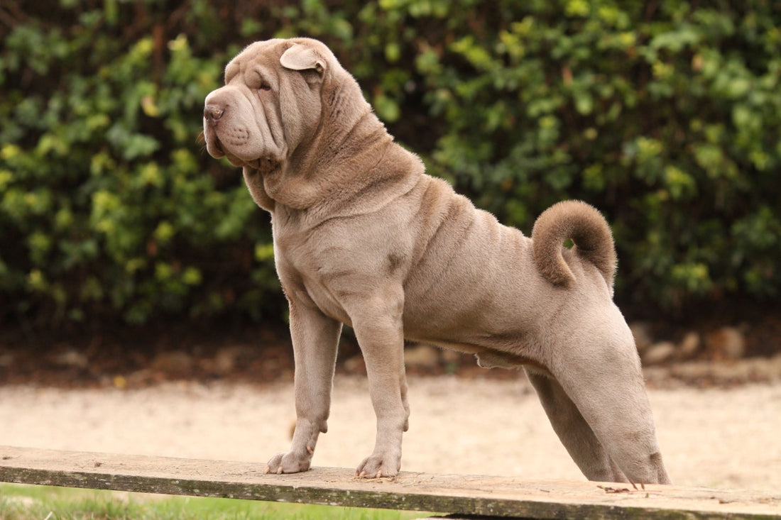 Le Shar Pei : un compagnon au charme ridé et au grand cœur