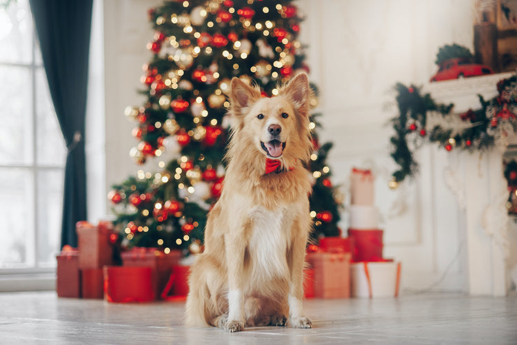 Collection de Noël