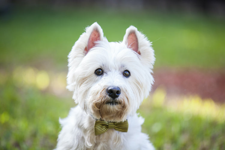 Noeuds papillon pour chien