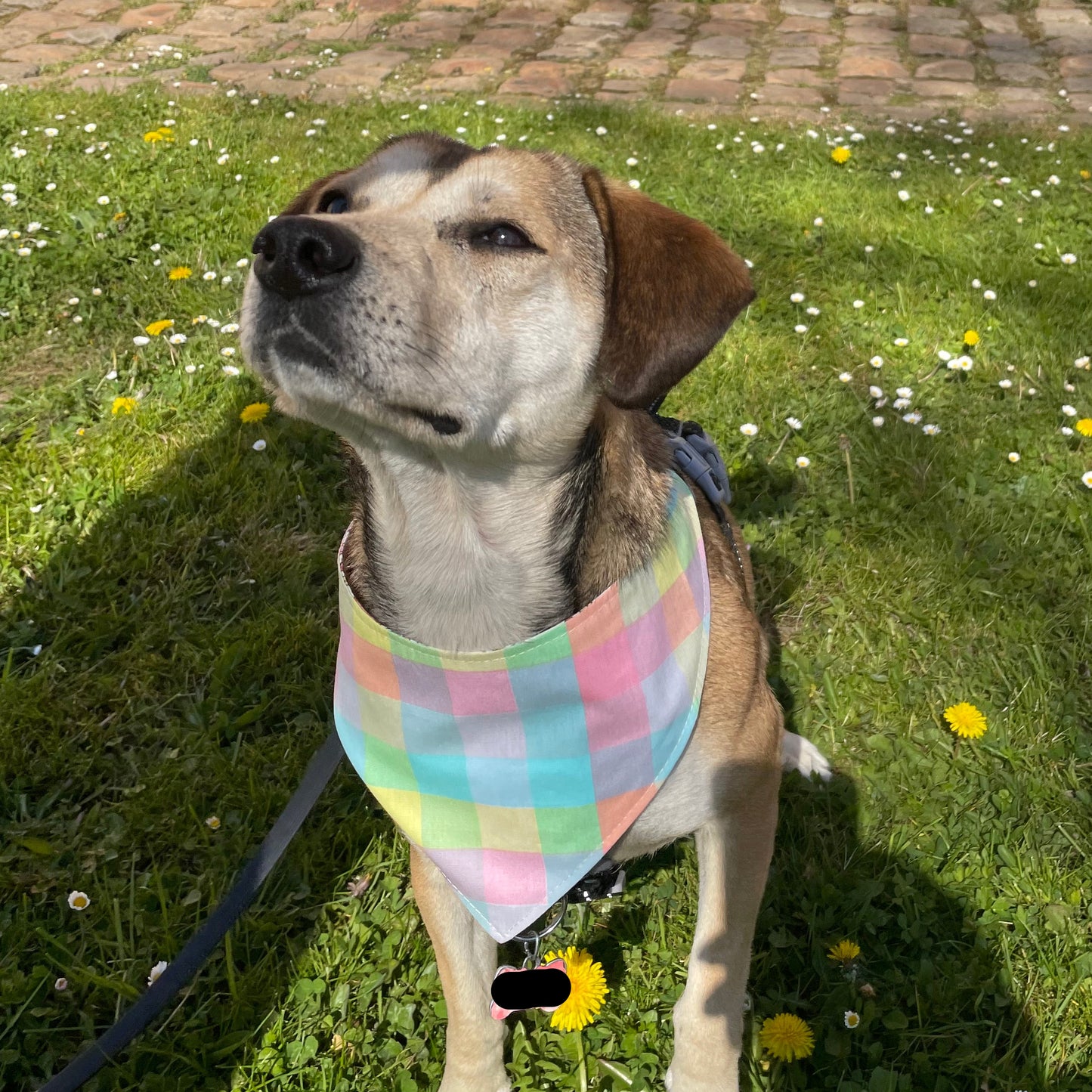 Bandana Croq'Matin
