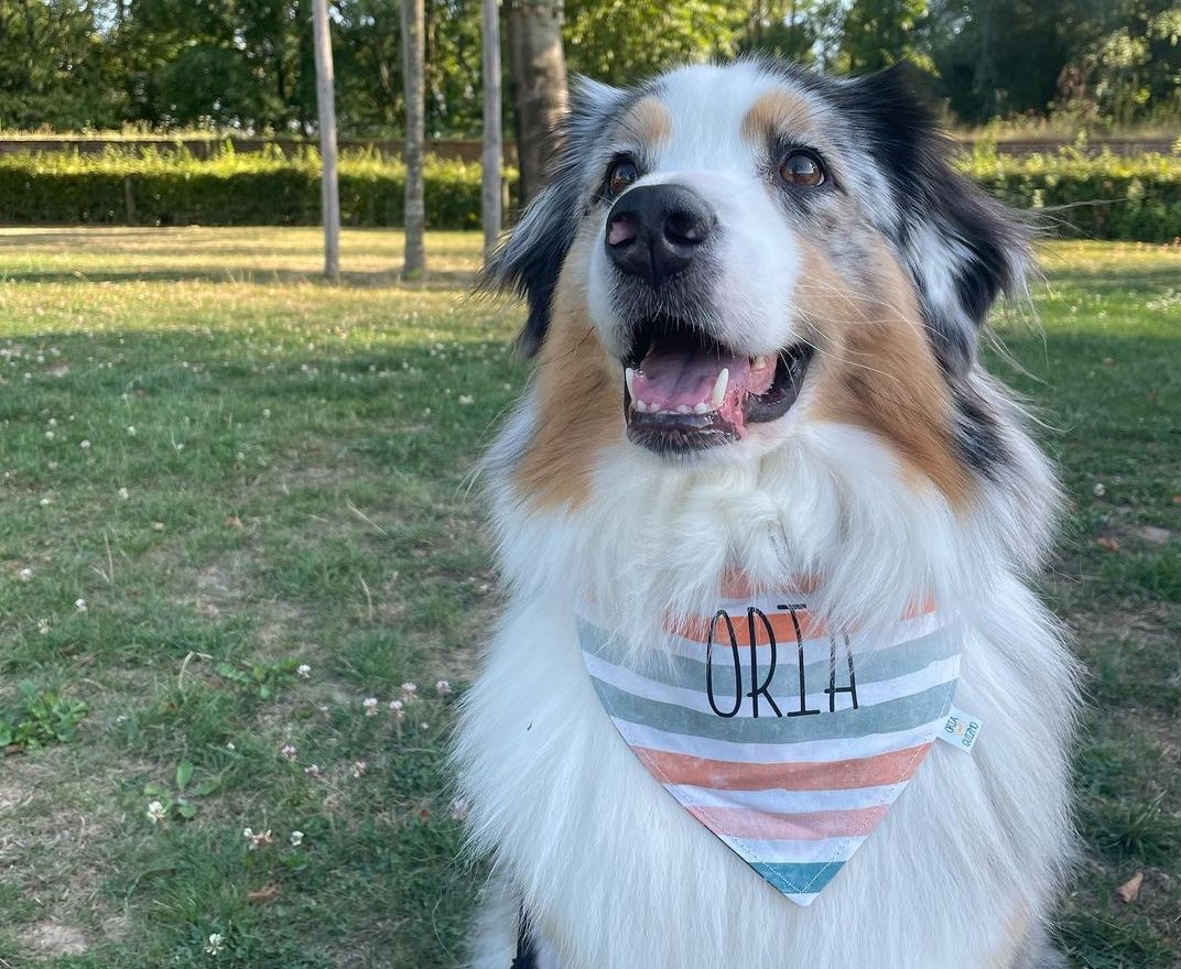 Les Bandanas pour animaux : Bien plus qu'un simple accessoire de mode