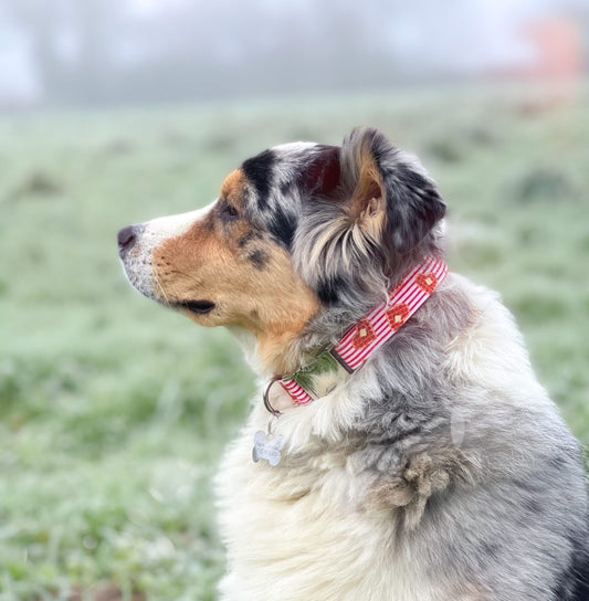 Bien choisir le collier de votre chien : allier confort, sécurité et style