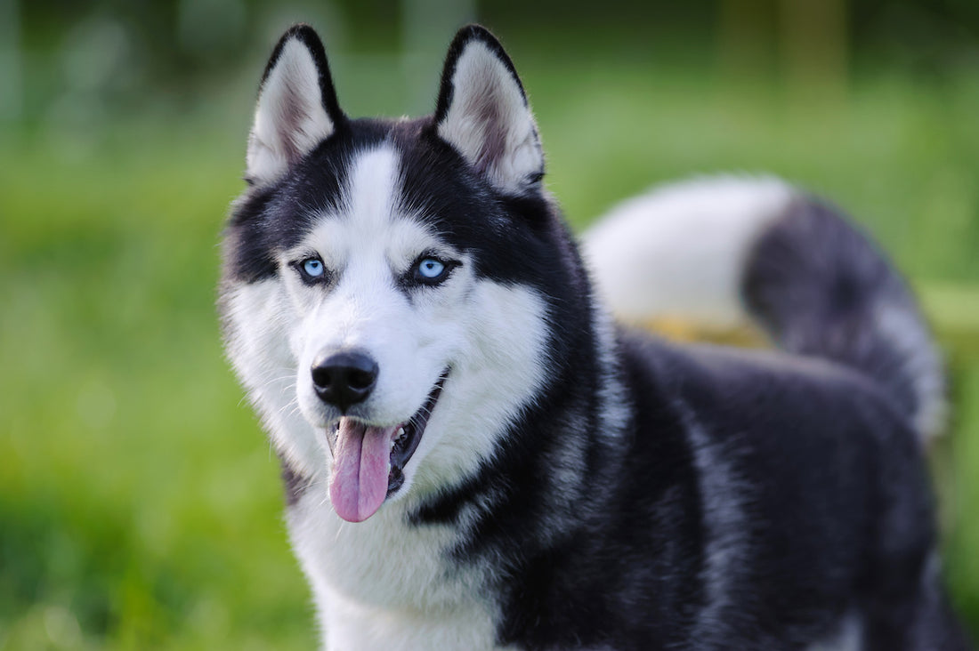Le Husky : entre puissance et élégance