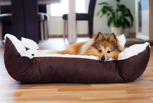 Le panier pour chien : plus qu'un simple couchage, une déclaration d'amour