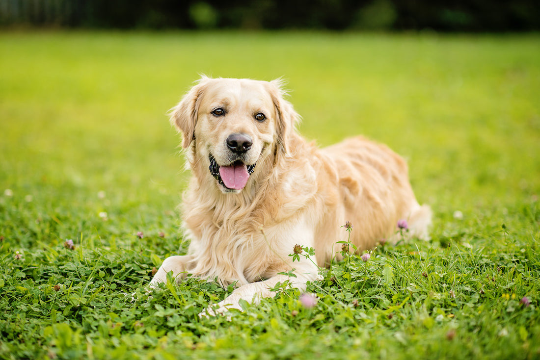Le Golden Retriever : un compagnon fidèle et aimant