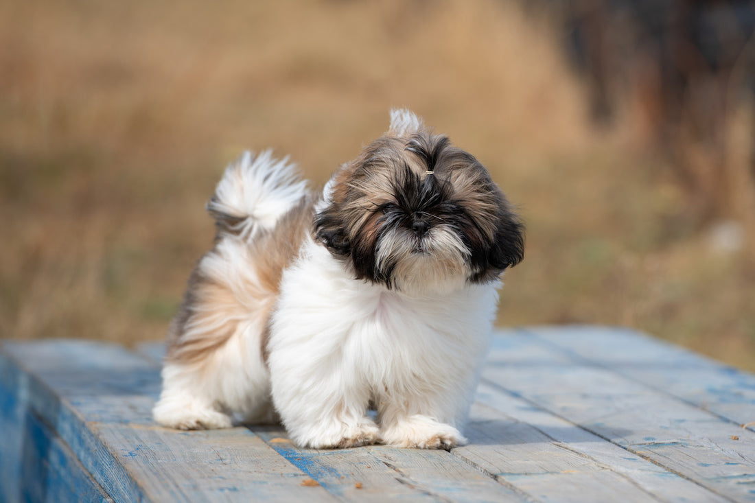 Le Shih Tzu : une étoile capillaire dans le monde canin