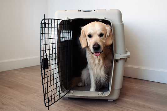La caisse de transport pour chien : allier sécurité, style et confort