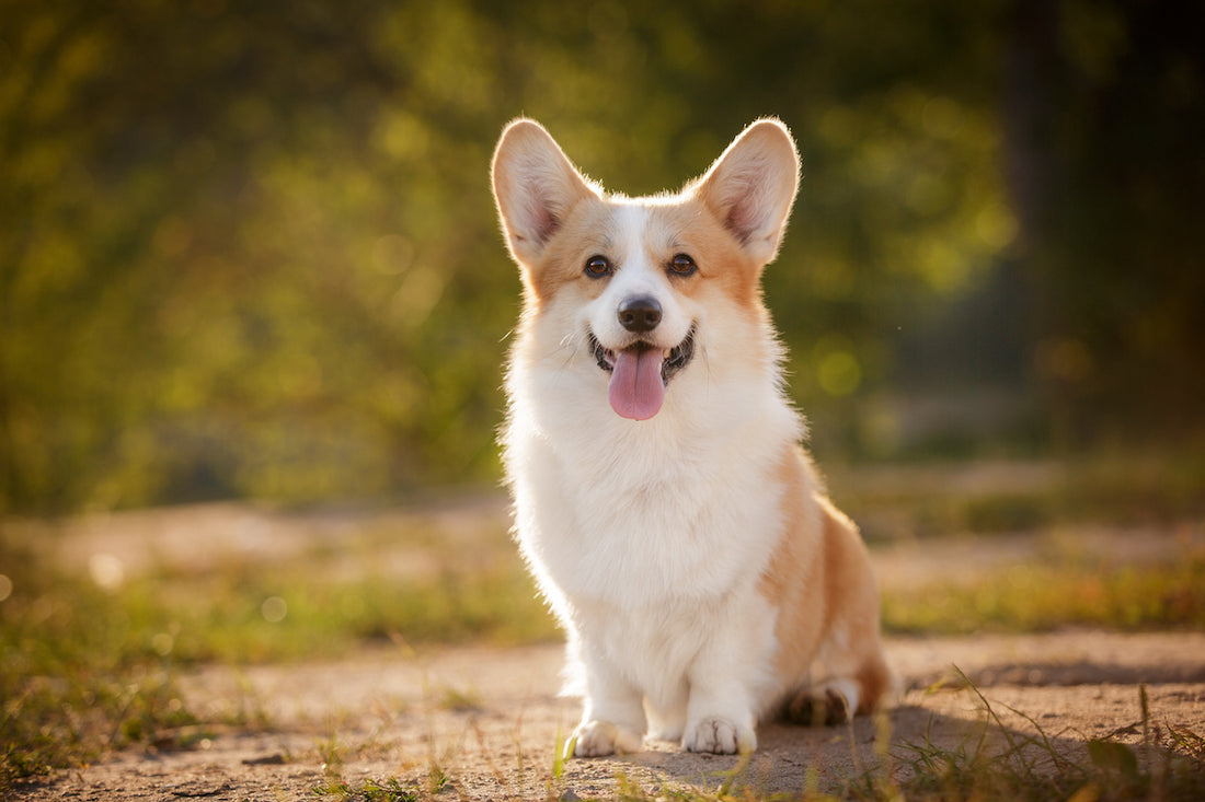 Le Corgi : petites pattes, grande personnalité !