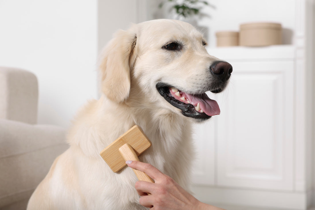 La brosse pour chien : bien plus qu'un outil, un allié essentiel