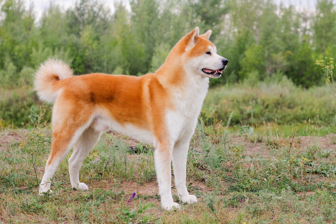 Le Akita Inu : un compagnon fidèle et noble