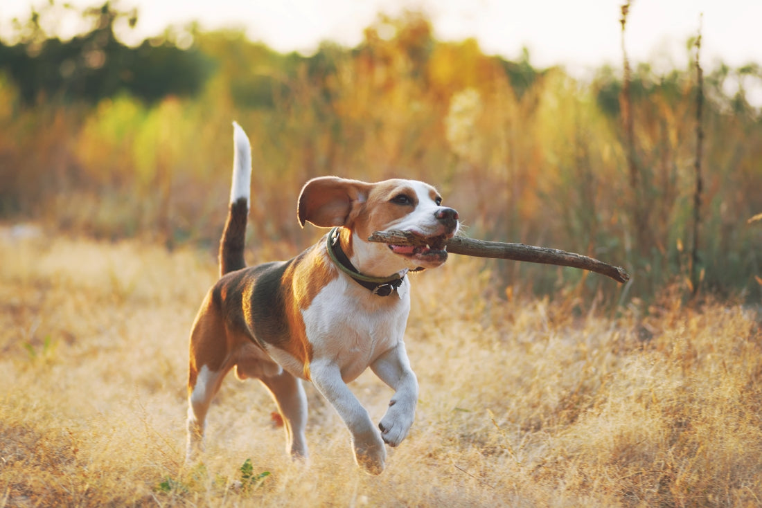 Le Beagle : un compagnon joyeux et aventureux