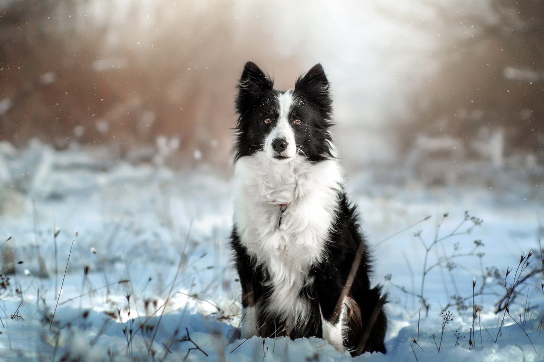 Le Border Collie : un compagnon intelligent et énergique