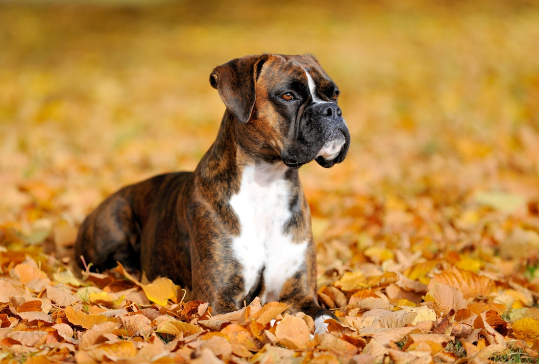 Le Boxer : un chien attachant et dynamique