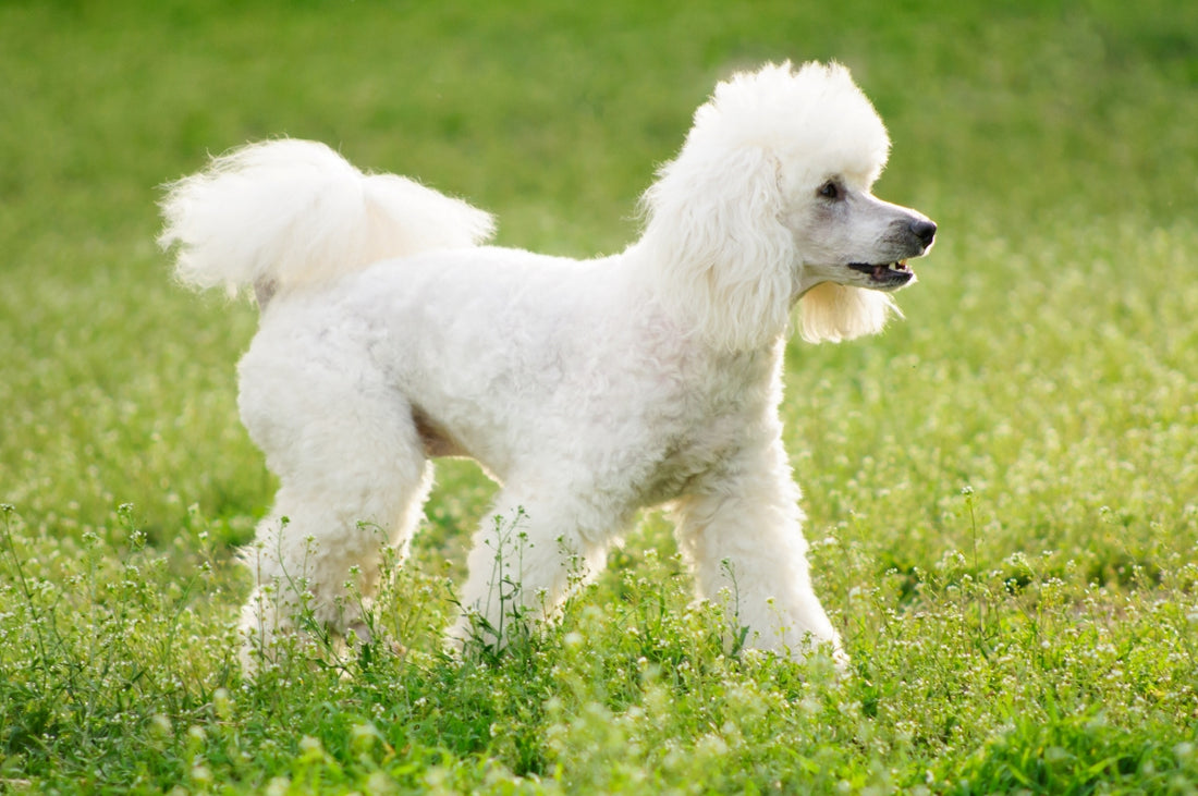 Le Caniche : un compagnon élégant et intelligent