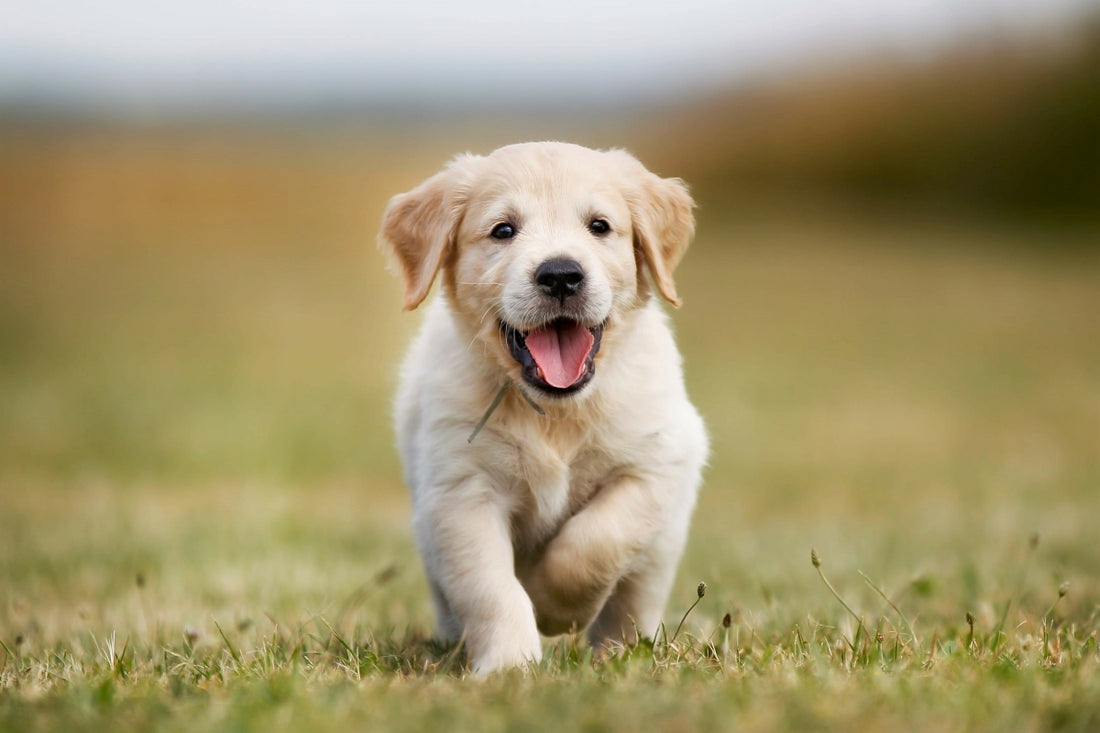 Le Labrador Retriever : un compagnon fidèle et amical
