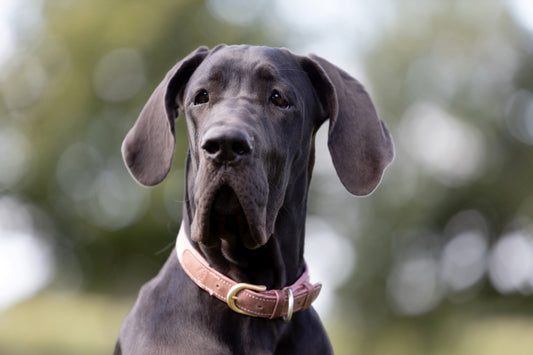 Le Dogue Allemand : le géant doux de la canine