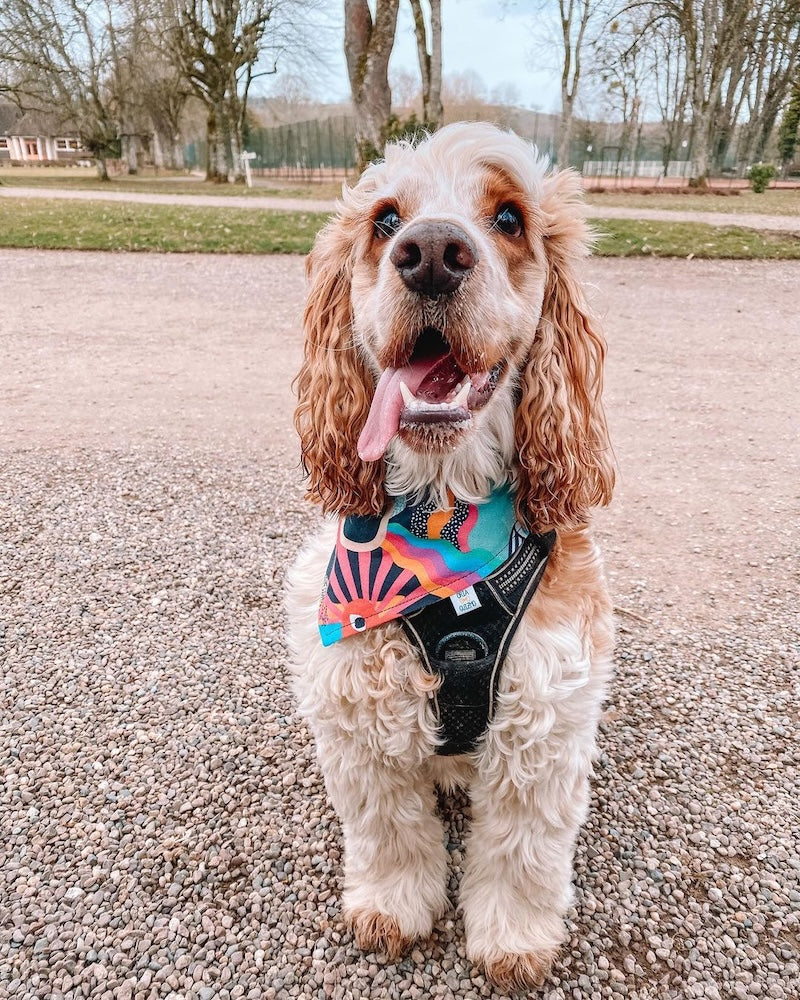 Bandana Parisien