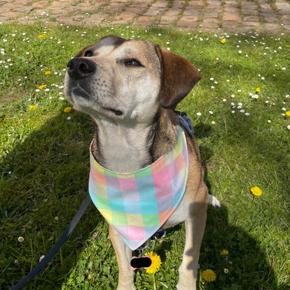 Bandana Croq'Matin