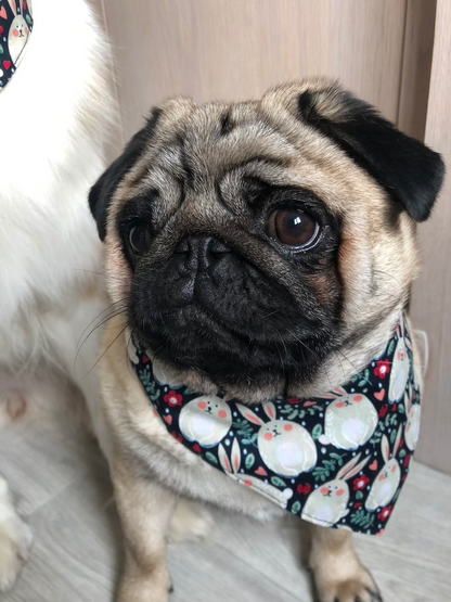 Bandana Rabbit